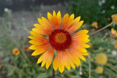 O Gaillardia é plants de florescência do of do genus do a na família do sunflower do the fotografia de stock O Gaillardia é plants de florescência do of do genus do a na família do sunflower do the fotografia de stock